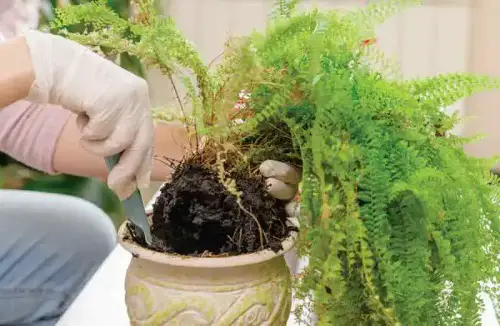 Root Rot