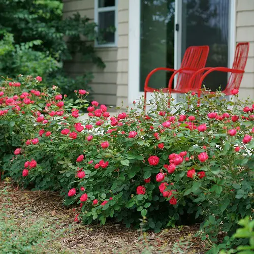 Factors Affecting the Life of Roses