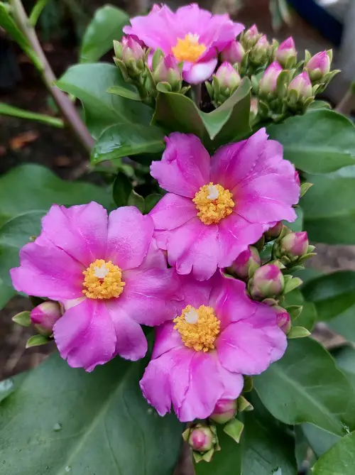 purple flowers succulent 3