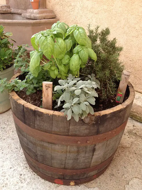 beautiful Herb Plants for Barrels