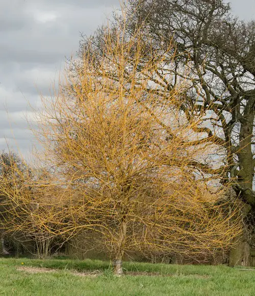 yellow Pussy Willow varieties