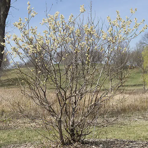 Pussy Willow varieties