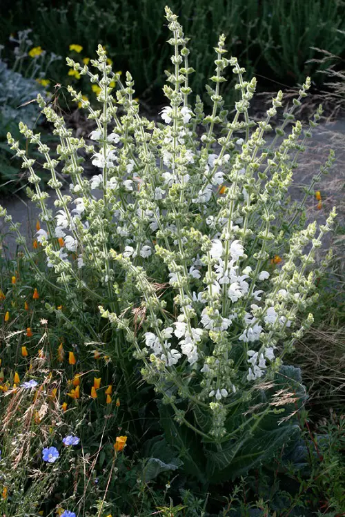 Gray Flower in garden 2