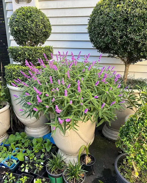 best Common California Native Plants