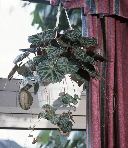 Indoor Plants Grown from Pups
