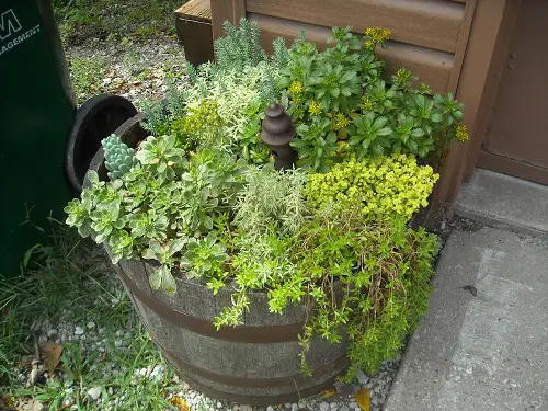 lovely Succulent Plants for Barrels