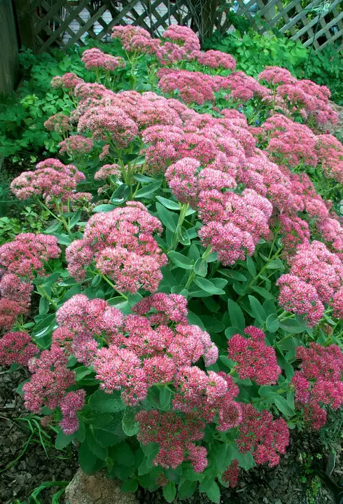 Autumn Joy Sedum Plant Information
