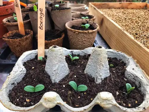 Germinate Seeds Faster Using Smoke