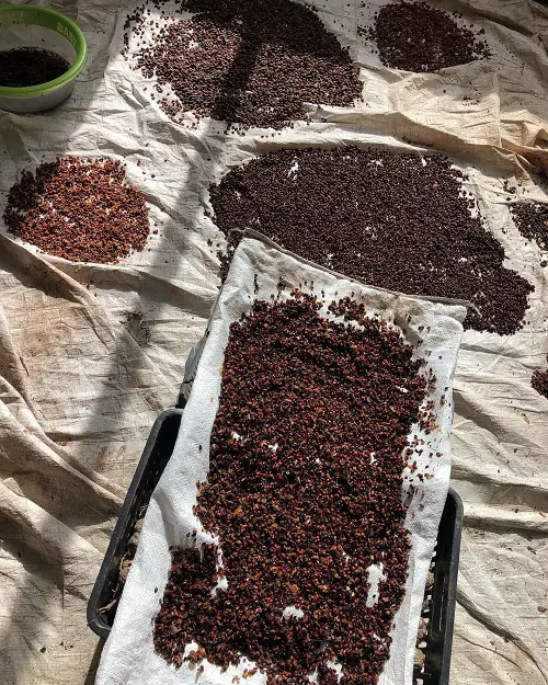 Aeration Conditions