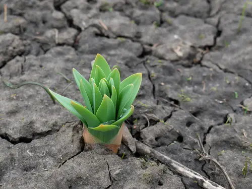 Signs that Show Your Soil is Bad 2