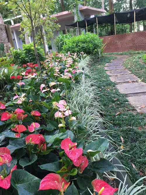 Shade-Growing Perennials that Bloom All Summer 3