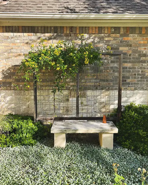 best Alternatives for a No-Mow Lawn