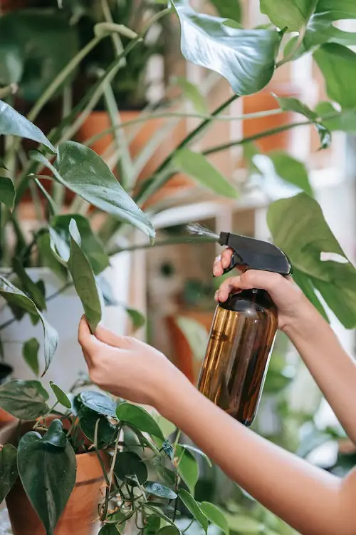 Can You Spray Alcohol on Plants