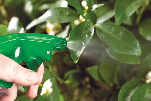 Can Alcohol Kill Your Plant