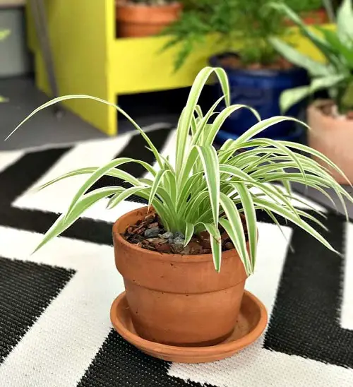 Taking Care of Particulate Matter