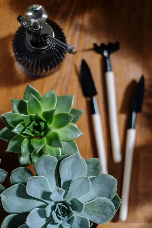 Avoid Using It On Sensitive Plants
