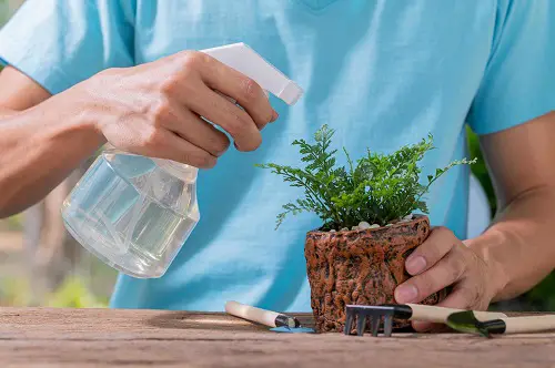 Reversing Overdose of Alcohol on Plants