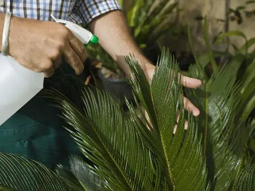 Frequency of Using Alcohol On Plants