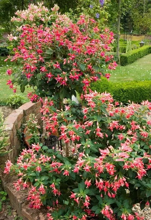 For Shade, Perennials That Bloom Throughout Summer 2