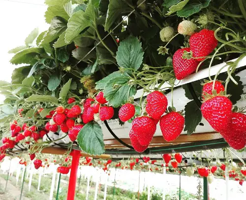 top Plants that Don’t like Eggshells