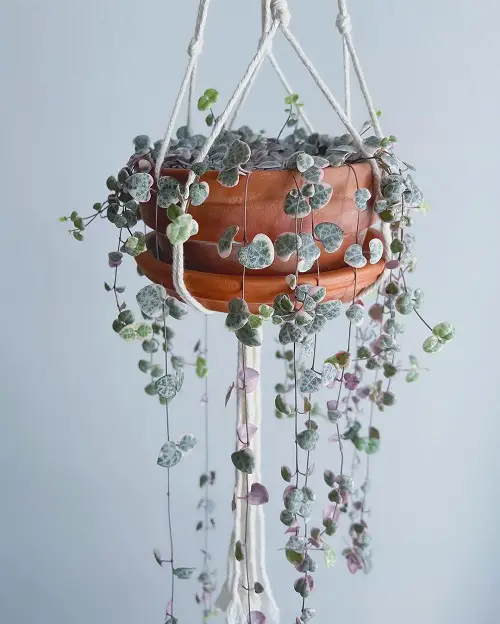 lovely Hanging Succulents with Pictures