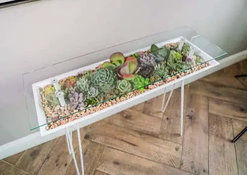 Succulents and Pebbles Behind the Glass
