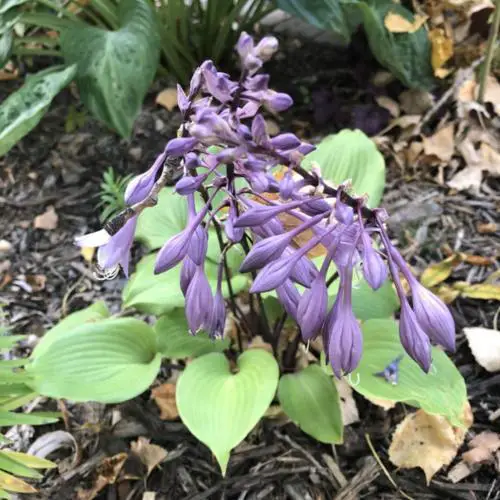 Hostas with Purple Flowers and Leaves 5