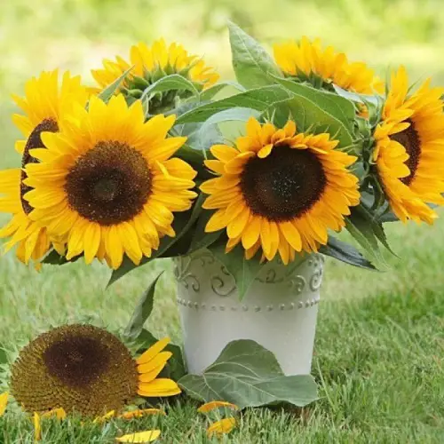 Best yellow Colors Sunflower 
