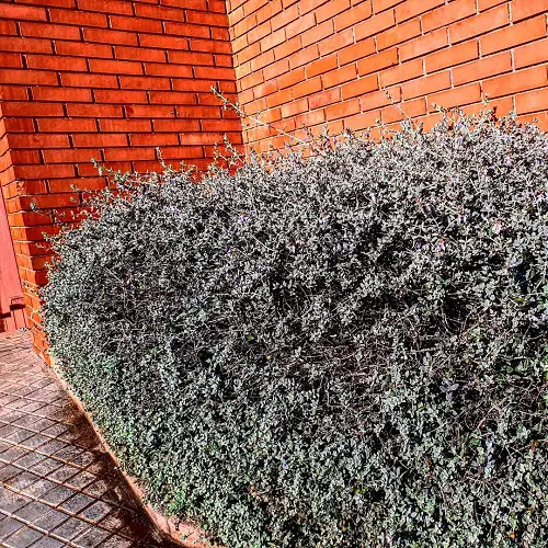 Top Evergreen Plants for Year-Round Interest