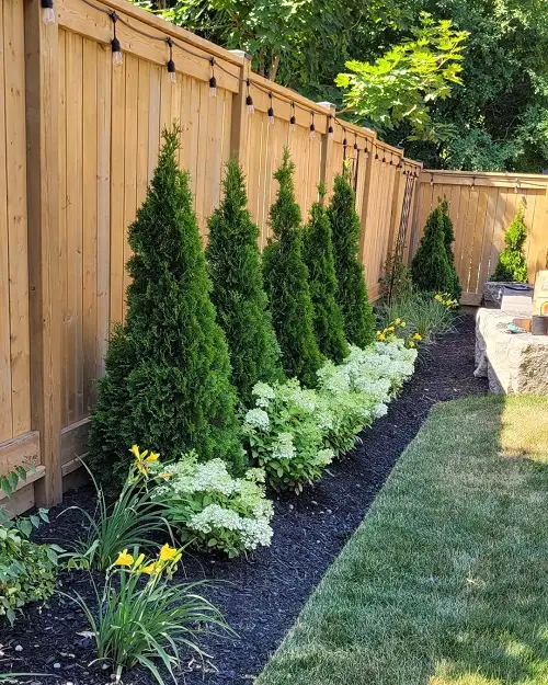 Emerald Green Arborvitae Spacing and Growth Rate
