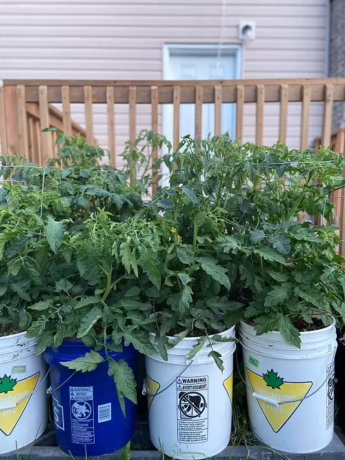 Best Vegetables to Grow in 5 Gallon Buckets in garden