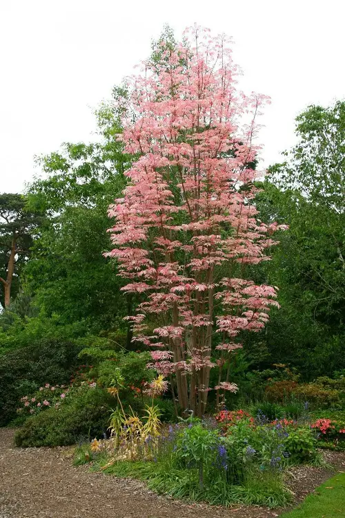 Propagating Toona Sinensis 'Flamingo'