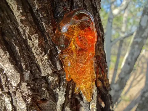 How To Remove Sap From Your Hands