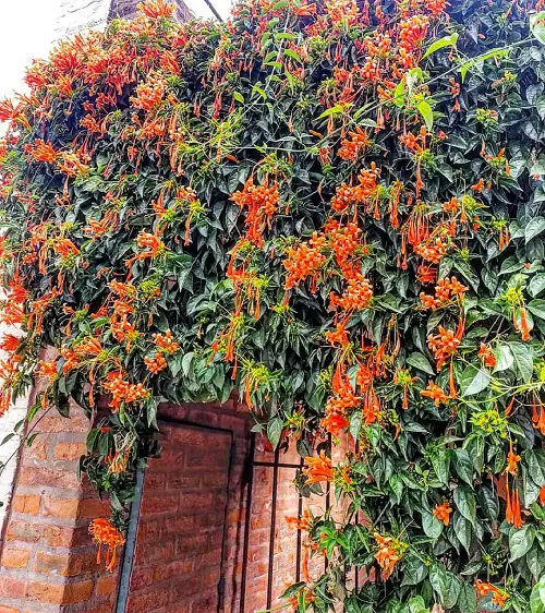 best Fast Growing Vines for Covering a Fence or Wall