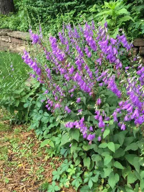 lovely Purple-Flowered Weeds