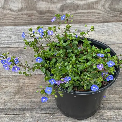 best Lookalikes of Creeping Charlie in plants