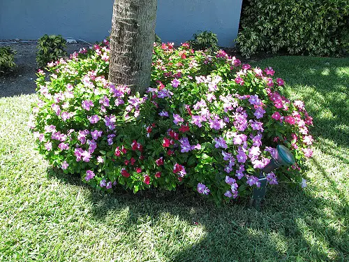 Plants That Grow Beneath Large Trees 