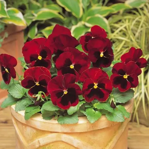 Different Pansy Flowers Colors 5