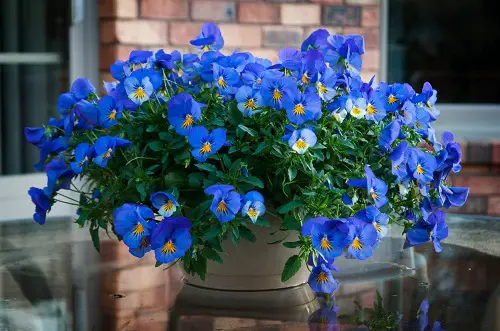 Different Pansy Flowers Colors 3