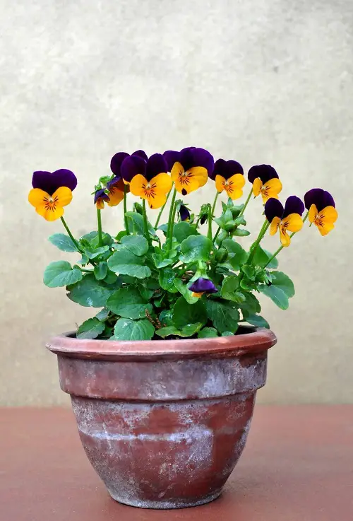 Pansy Flower Meaning and What it Symbolizes