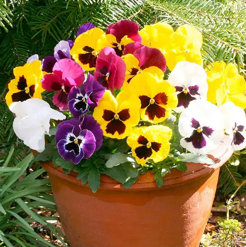 Pansy Flower Meaning