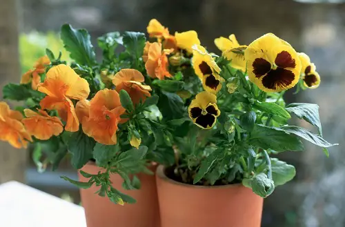 What Do Pansy Flowers Symbolise