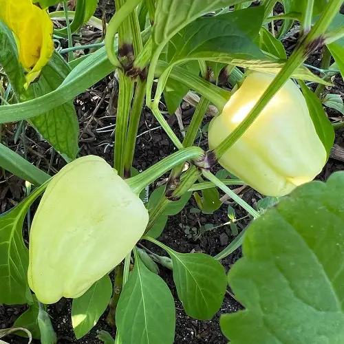 Bell Pepper Varieties and Their Types