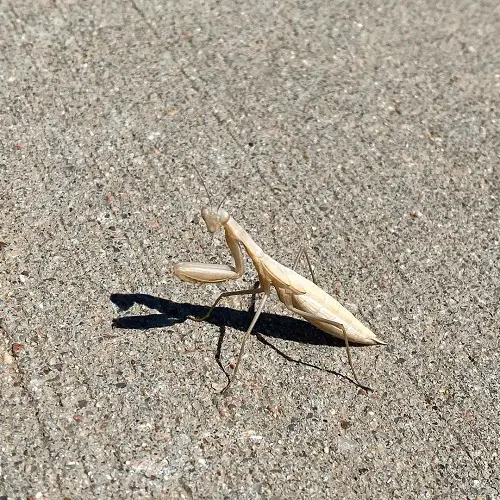 White Praying Mantis Meaning as per Different Cultures