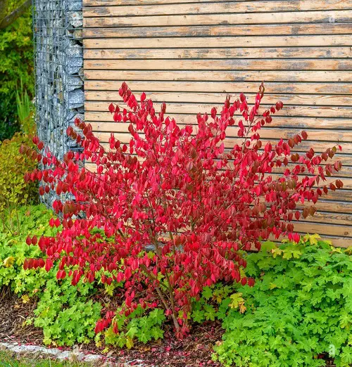 Privacy Plants That Can Become Perfect Screen for Outdoors
