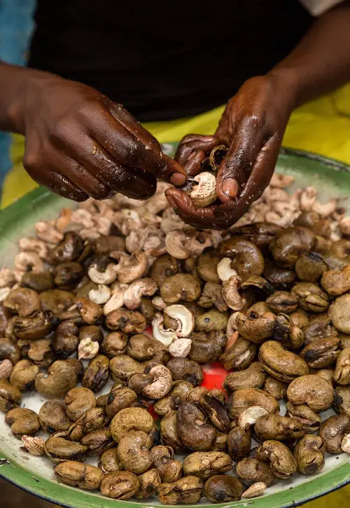Where Do Cashews Grow 11