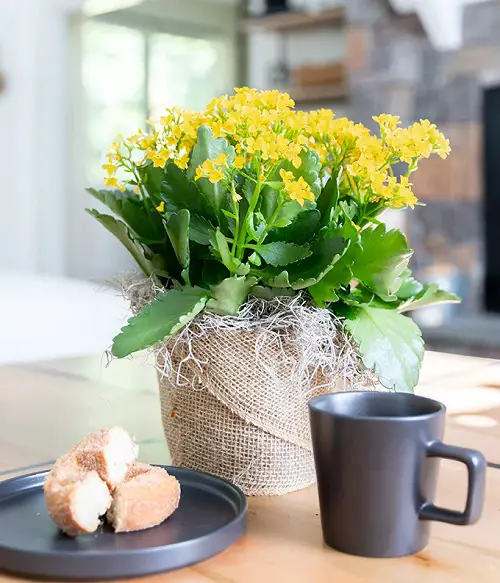 Succulents with Yellow Flowers near cup