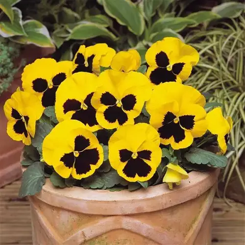 Different Pansy Flowers Colors 4
