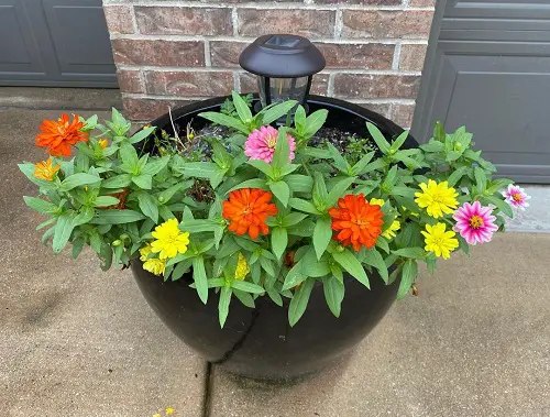 Zahara Zinnias Varieties 3