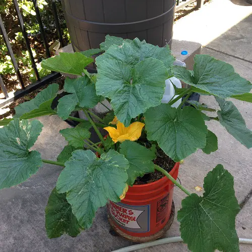 Best Vegetables to Grow in 5 Gallon Buckets